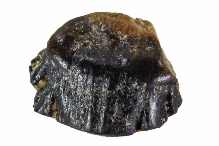 Fossil Ankylosaur Tooth - Montana #108151